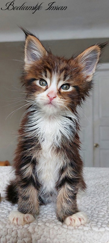 Bodiamlife Imran - Kitten maine-coon 1 month 1.5 week