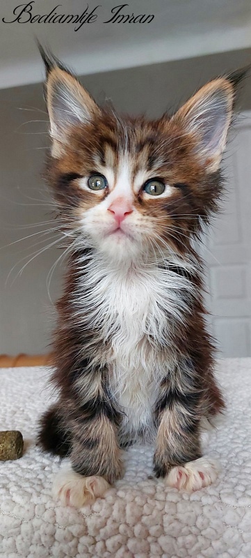 Bodiamlife Imran - Kitten maine-coon 1 month 1.5 week