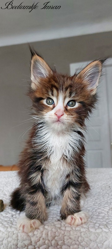 Bodiamlife Imran - Kitten maine-coon 1 month 1.5 week
