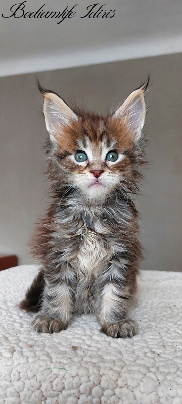 Bodiamlife Idiris - Kitten maine-coon 1 month 1.5 week