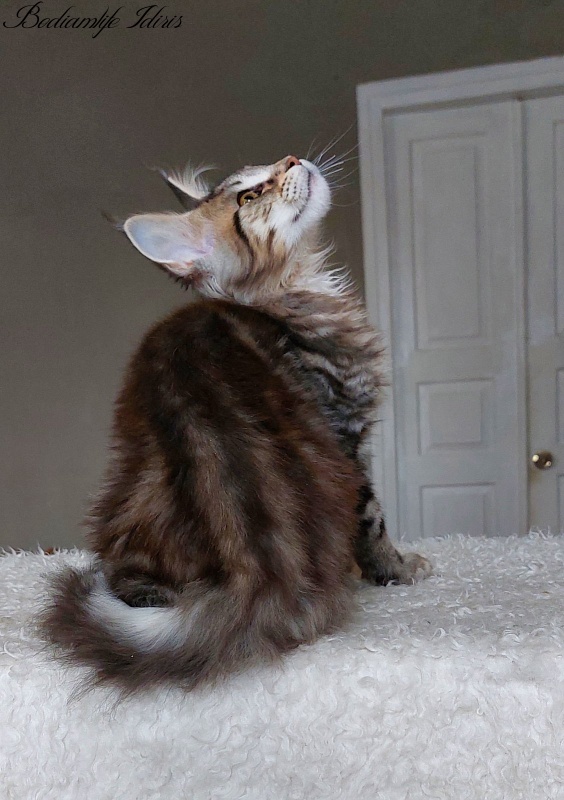 Bodiamlife Idiris - Kitten maine-coon 5 months