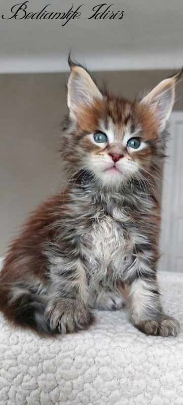 Bodiamlife Idiris - Kitten maine-coon 1 month 1.5 week