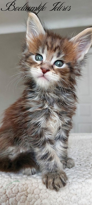 Bodiamlife Idiris - Kitten maine-coon 1 month 1.5 week