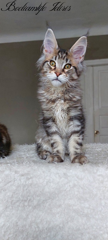 Bodiamlife Idiris - Kitten maine-coon 5 months