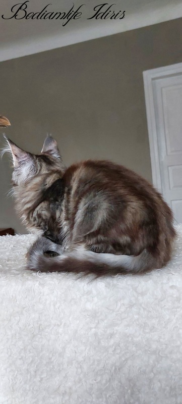 Bodiamlife Idiris - Kitten maine-coon 5 months