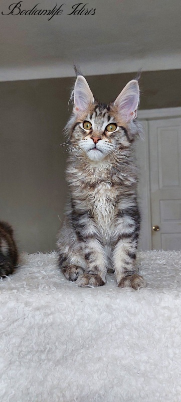 Bodiamlife Idiris - Kitten maine-coon 5 months