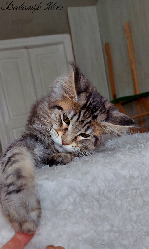 Bodiamlife Idiris - Kitten maine-coon 5 months