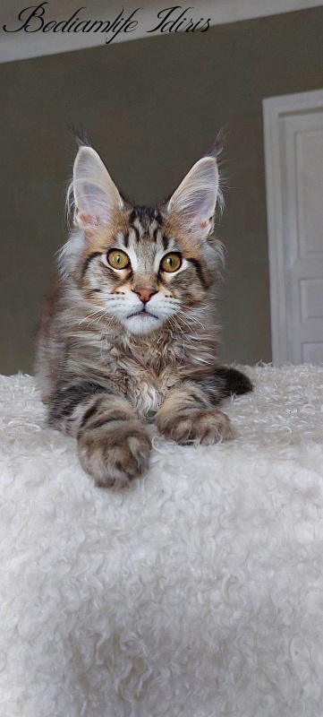 Bodiamlife Idiris - Kitten maine-coon 5 months