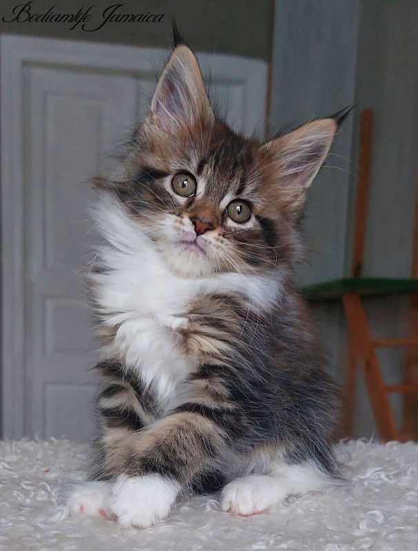 Bodiamlife Jamaica - Kitten maine-coon 2 months 1.5 week