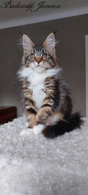 Bodiamlife Jamaica - Kitten maine-coon 4 months