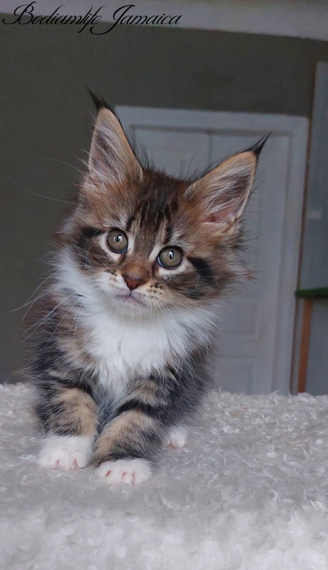 Bodiamlife Jamaica - Kitten maine-coon 2 months 1.5 week
