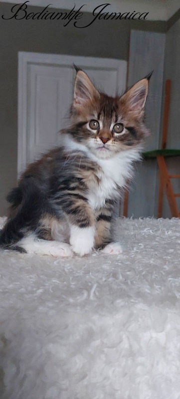 Bodiamlife Jamaica - Kitten maine-coon 2 months 1.5 week