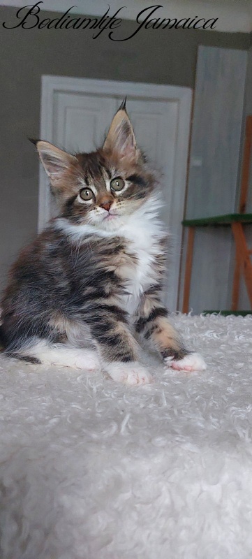 Bodiamlife Jamaica - Kitten maine-coon 2 months 1.5 week