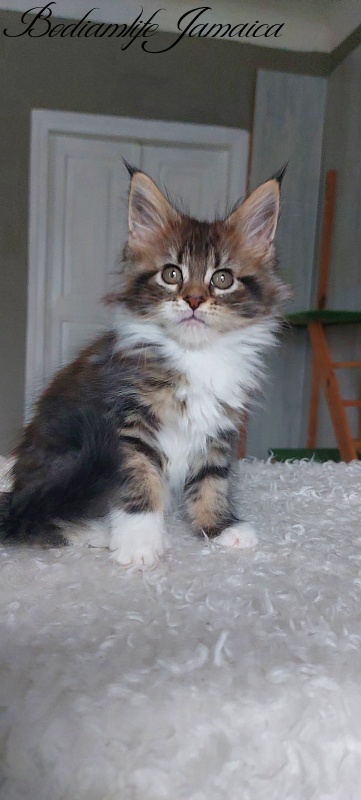 Bodiamlife Jamaica - Kitten maine-coon 2 months 1.5 week