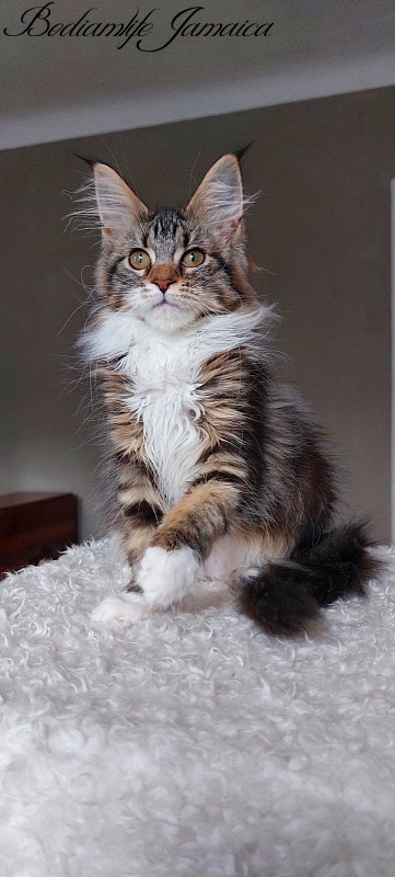 Bodiamlife Jamaica - Kitten maine-coon 4 months
