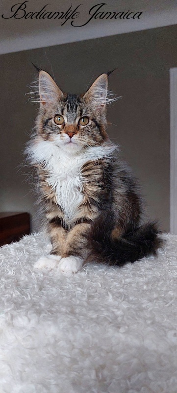 Bodiamlife Jamaica - Kitten maine-coon 4 months