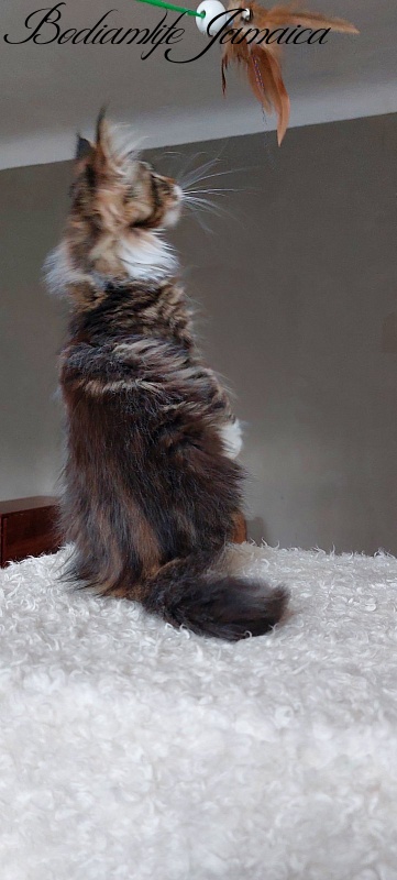 Bodiamlife Jamaica - Kitten maine-coon 4 months