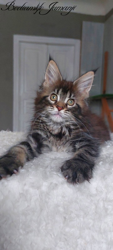 Bodiamlife Jumanji - Kitten maine-coon 2 months 1.5 week