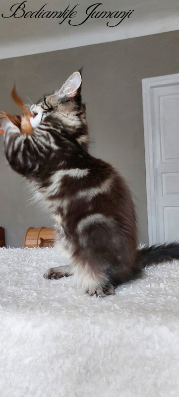 Bodiamlife Jumanji - Kitten maine-coon 3 months 3.5 weeks