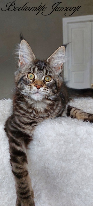 Bodiamlife Jumanji - Kitten maine-coon 3 months 3.5 weeks