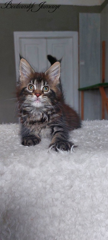 Bodiamlife Jumanji - Kitten maine-coon 2 months 1.5 week