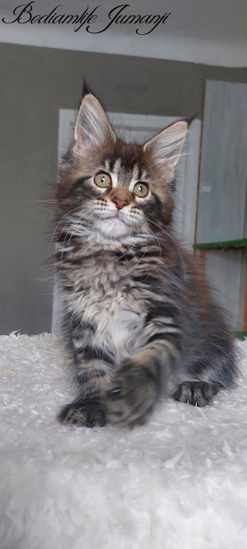Bodiamlife Jumanji - Kitten maine-coon 2 months 1.5 week