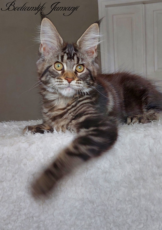 Bodiamlife Jumanji - Kitten maine-coon 3 months 3.5 weeks