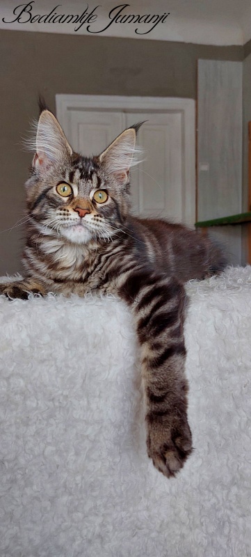Bodiamlife Jumanji - Kitten maine-coon 3 months 3.5 weeks