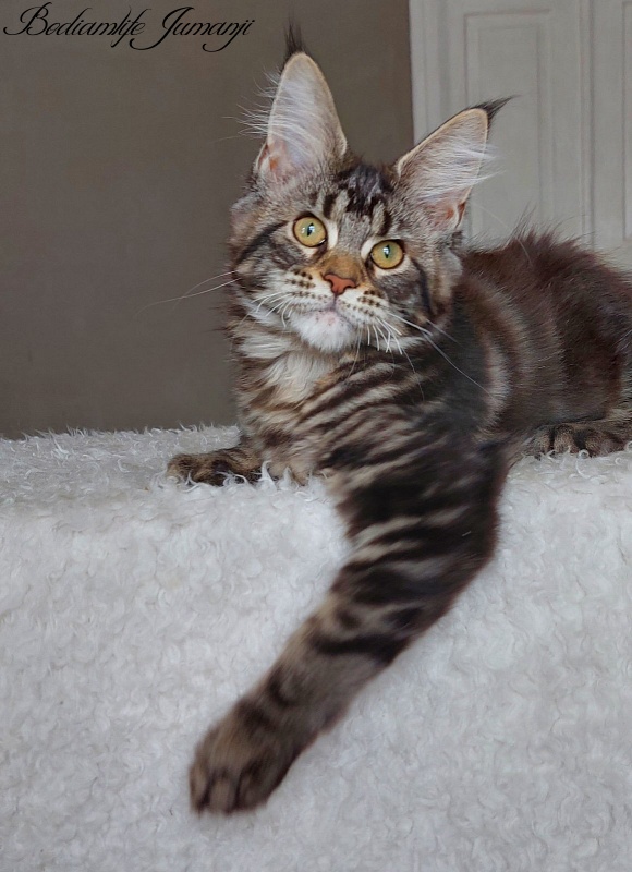 Bodiamlife Jumanji - Kitten maine-coon 3 months 3.5 weeks