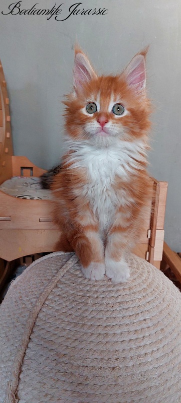 Bodiamlife Jurassic - Kitten maine-coon 2 months 1.5 week