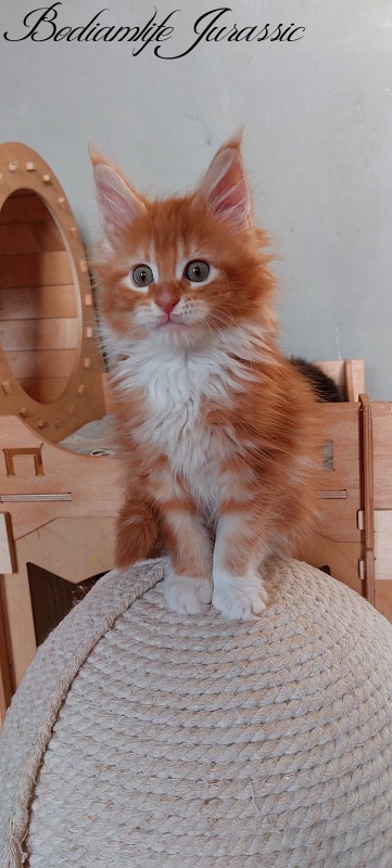Bodiamlife Jurassic - Kitten maine-coon 2 months 1.5 week