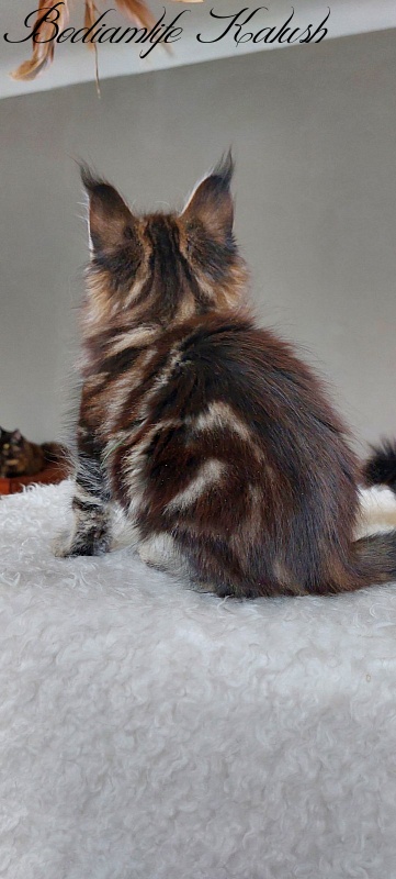 Bodiamlife Kalush - Kitten maine-coon 3 months