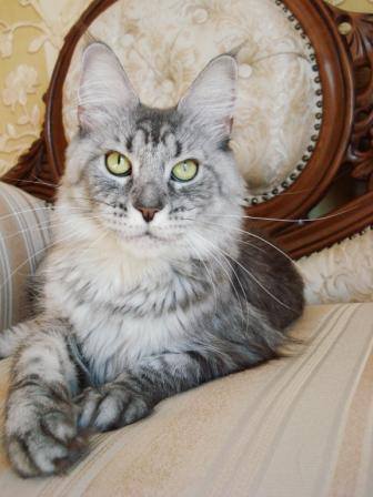 Victorycoon Olina - maine-coon