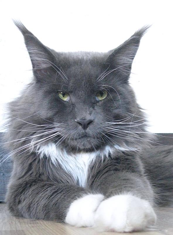 Respectcoon G'Don Quixote - maine-coon