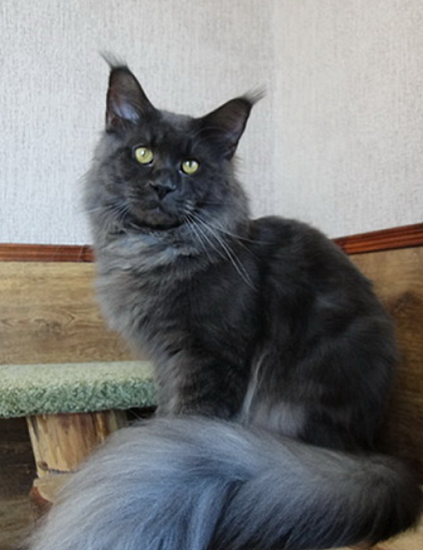 Mainelynx Mousetrap of Victorycoon - maine-coon