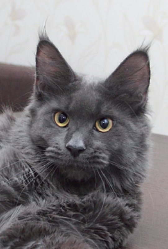 Wildbeautycoon Julia - maine-coon