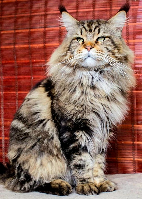 Handy Dandy Shaquille O'Neal - maine-coon