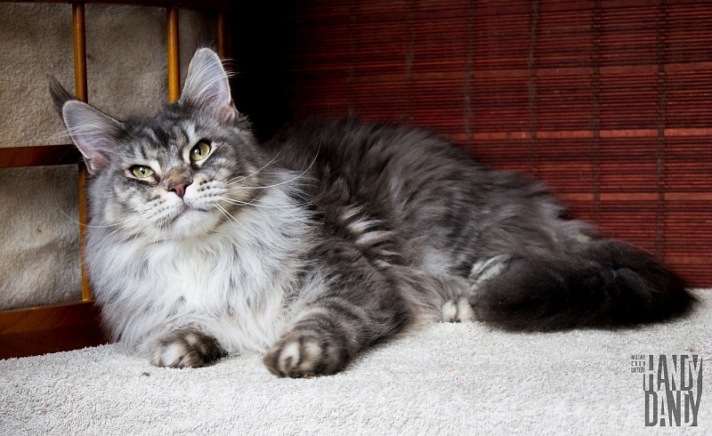 Handy Dandy Powder - maine-coon