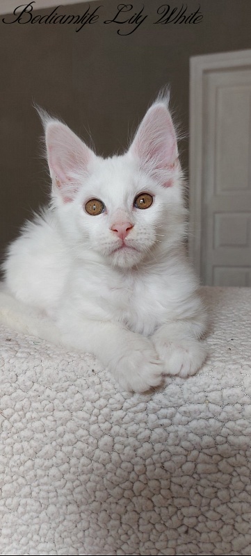 Bodiamlife Lily White - Котенок мейн-кун 3 месяца 1 неделя