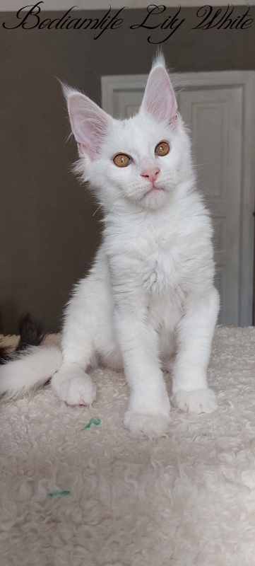 Bodiamlife Lily White - Котенок мейн-кун 4 месяца
