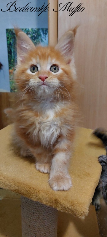 Bodiamlife Muffin - Kitten maine-coon 2 months