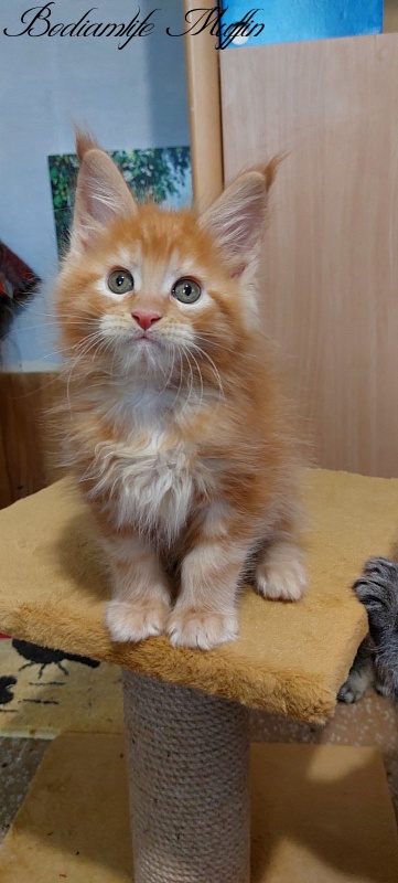 Bodiamlife Muffin - Kitten maine-coon 2 months