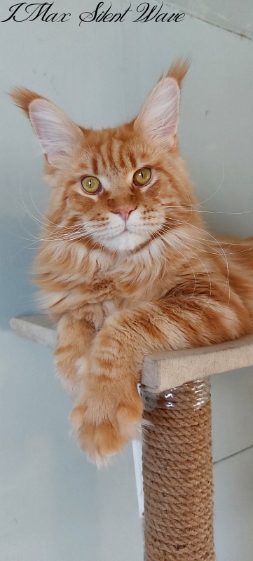 IMax Silent Wave - maine-coon