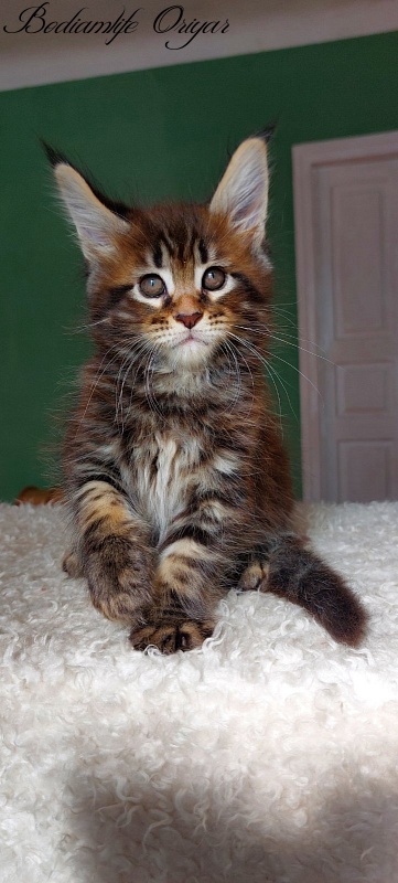 Bodiamlife Oriyar - Kitten maine-coon 1 month 3.5 weeks