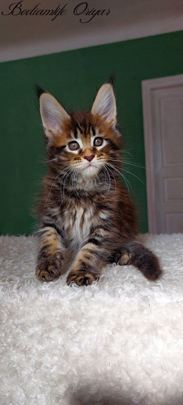 Bodiamlife Oriyar - Kitten maine-coon 1 month 3.5 weeks