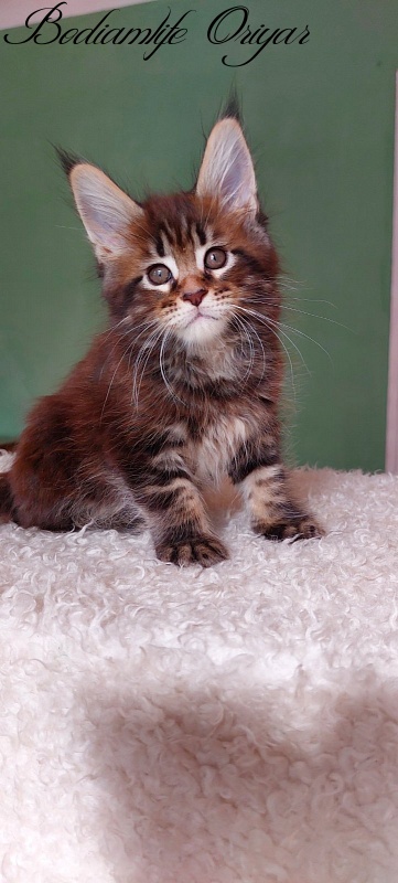 Bodiamlife Oriyar - Kitten maine-coon 1 month 3.5 weeks