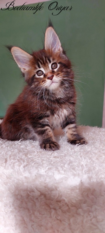 Bodiamlife Oriyar - Kitten maine-coon 1 month 3.5 weeks