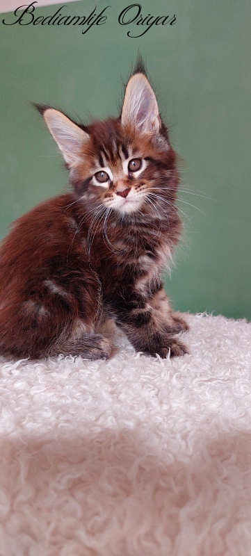 Bodiamlife Oriyar - Kitten maine-coon 1 month 3.5 weeks