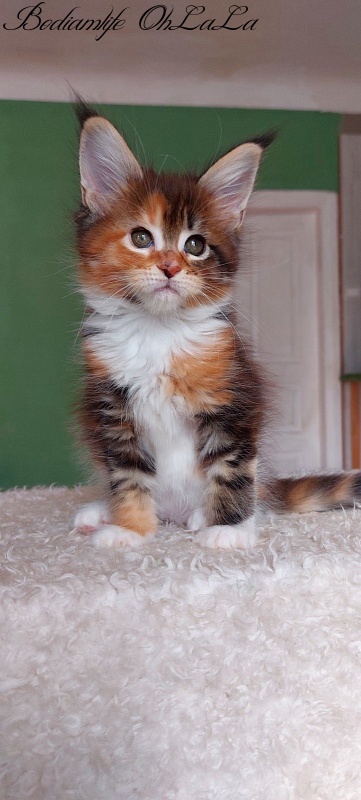 Bodiamlife OhLaLa - Kitten maine-coon 1 month 3.5 weeks