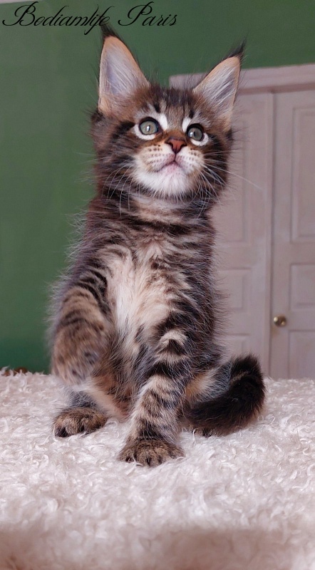 Bodiamlife Paris - Kitten maine-coon 1 month 2.5 weeks